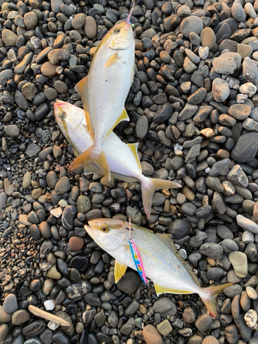 ショゴの釣果