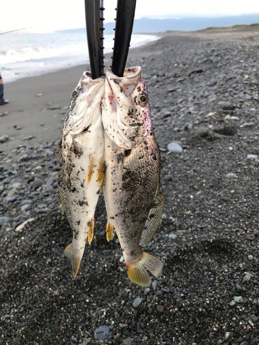 ニベの釣果