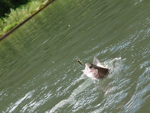 ニジマスの釣果