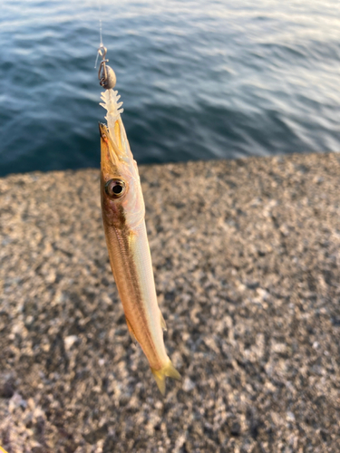 アカカマスの釣果