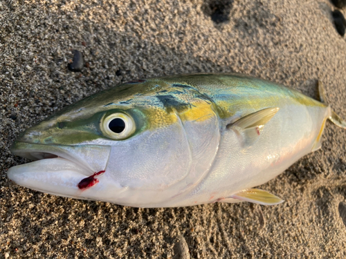 ワカシの釣果