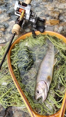 イワナの釣果