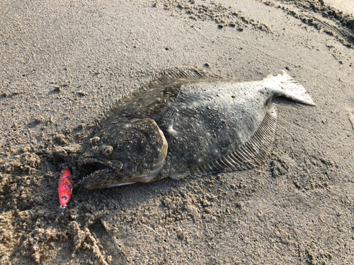 ヒラメの釣果