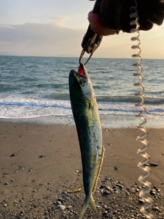 シイラの釣果