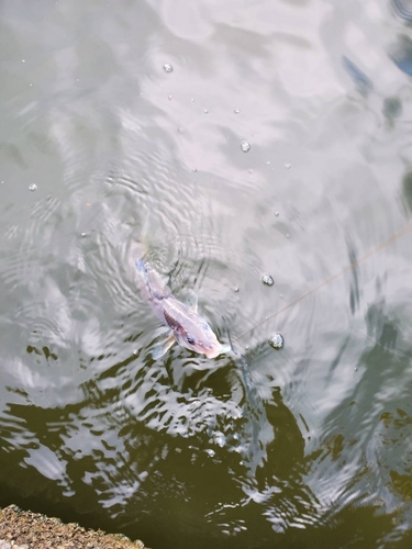 ニゴイの釣果