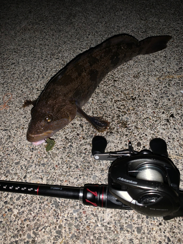 アイナメの釣果