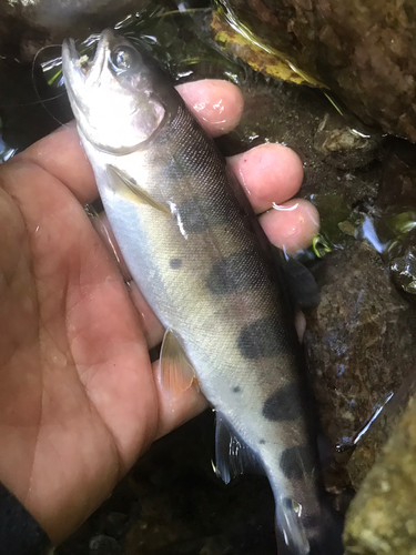 ヤマメの釣果