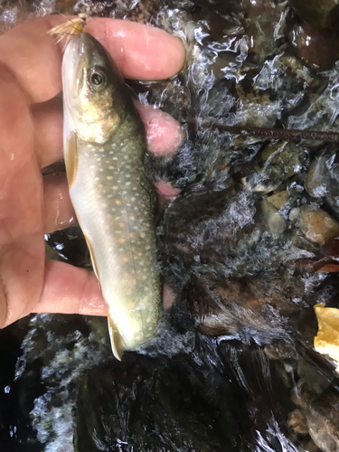 イワナの釣果