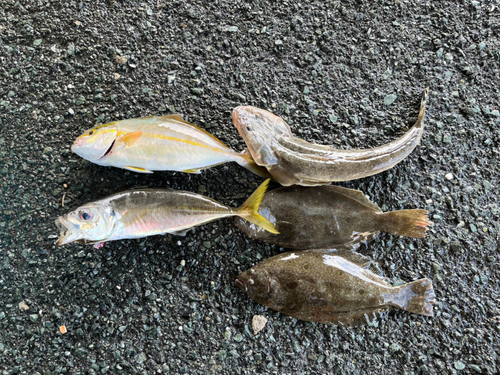 マゴチの釣果