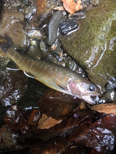 イワナの釣果