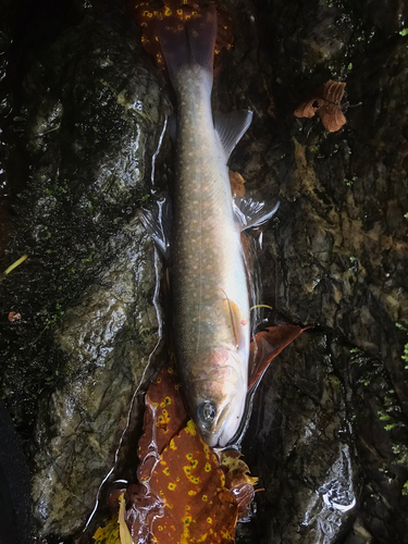 イワナの釣果