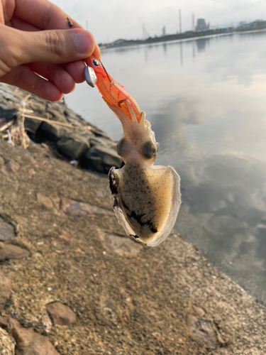 コウイカの釣果