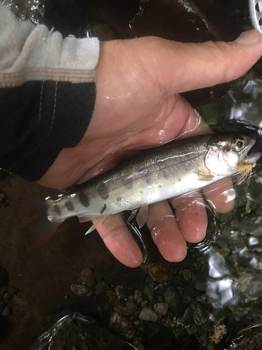 ヤマメの釣果