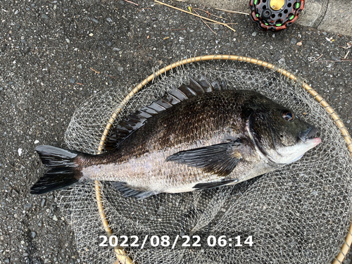 クロダイの釣果