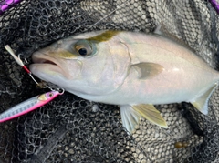 カンパチの釣果