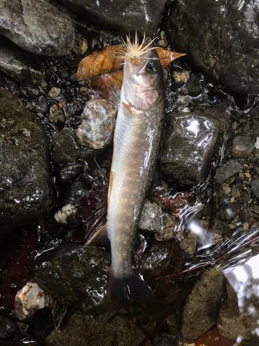 イワナの釣果