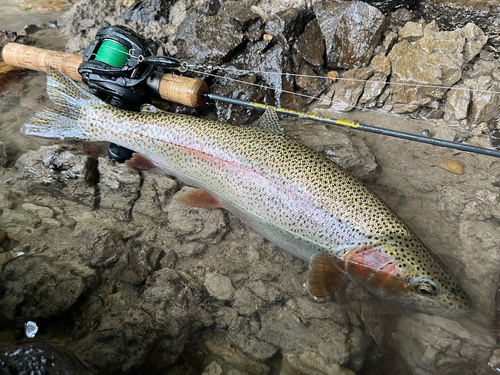 ニジマスの釣果