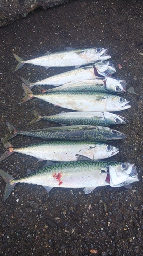 サバの釣果