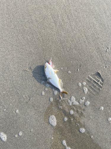 ショゴの釣果