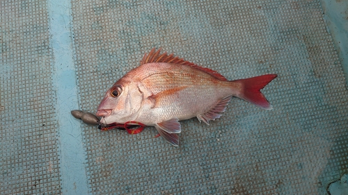 マダイの釣果