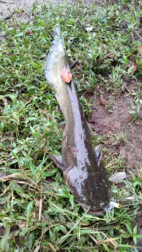 ナマズの釣果