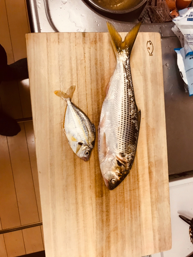 コノシロの釣果