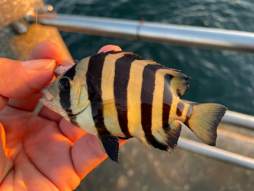 サンバソウの釣果