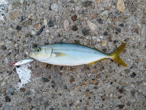 ワカナゴの釣果