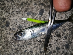 サバの釣果