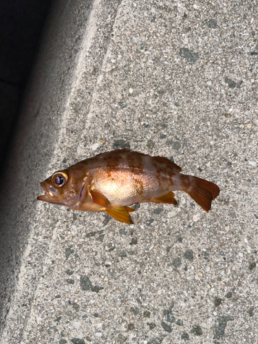 メバルの釣果