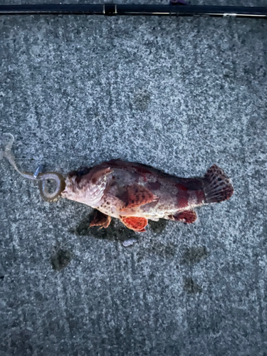 ヨロイメバルの釣果