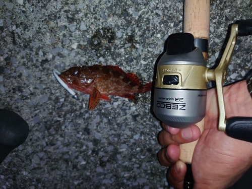 アラカブの釣果