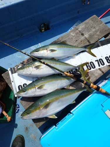 ハマチの釣果