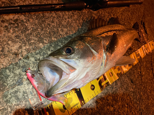 シーバスの釣果