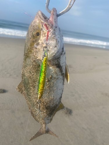 ショゴの釣果