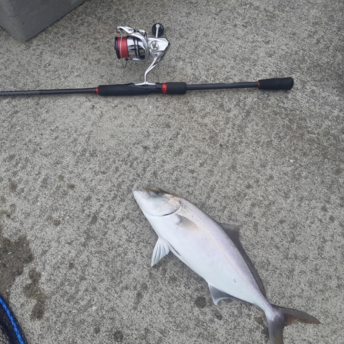 ショゴの釣果