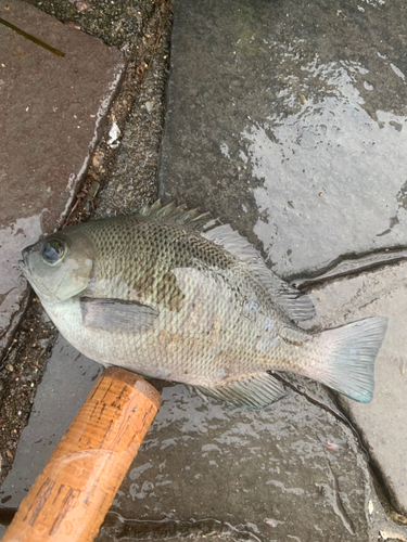 メジナの釣果