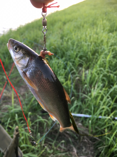 ウグイの釣果