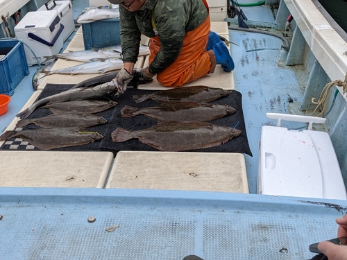 ヒラメの釣果