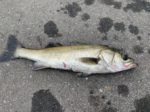 シーバスの釣果