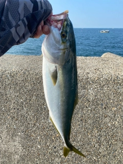 メジロの釣果