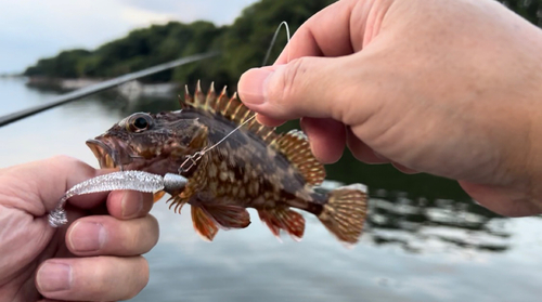 アラカブの釣果