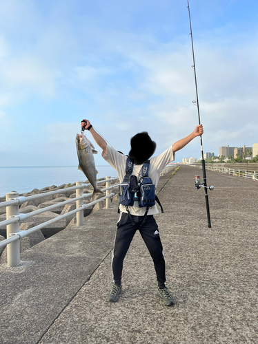 カンパチの釣果