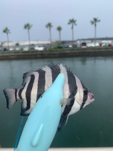 サンバソウの釣果