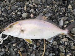 ショゴの釣果