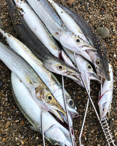 カマスの釣果