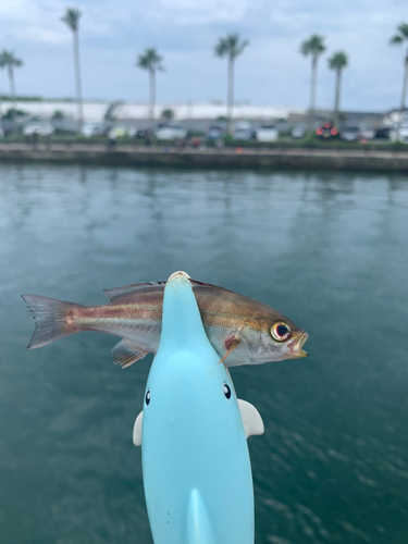 イサキの釣果