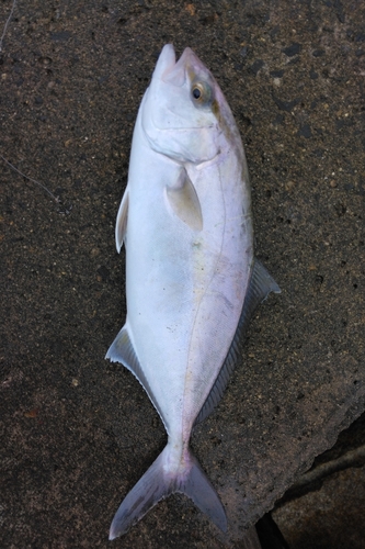 カンパチの釣果