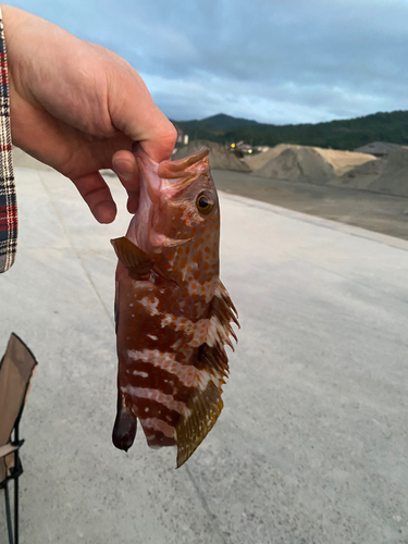 アコウの釣果