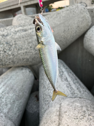 サバの釣果